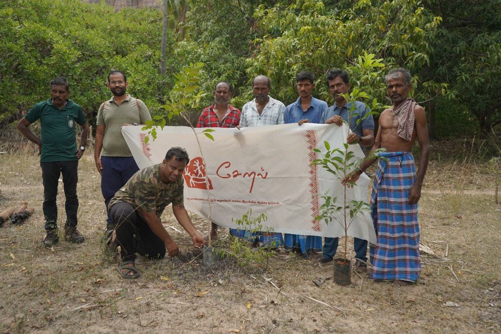 Tree Plantation